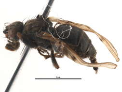 Image of Crumomyia