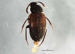 Image of round fungus beetles