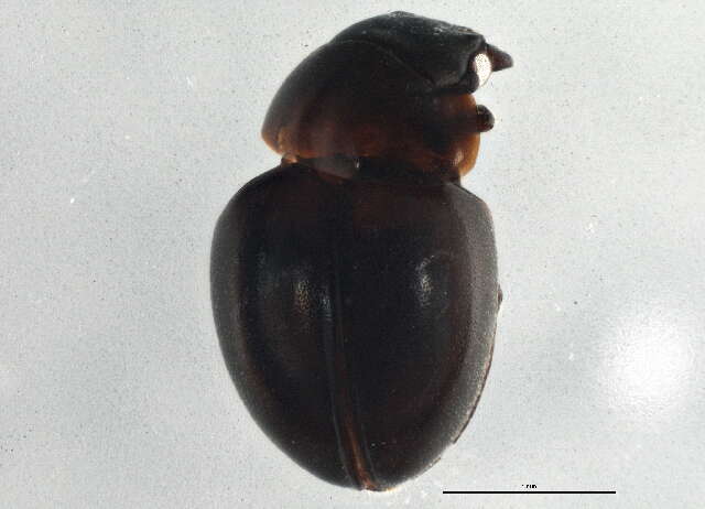 Image of round fungus beetles