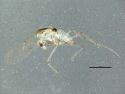 Image of Stempellinella