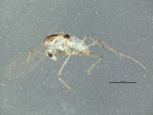 Image of Stempellinella