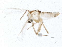 Imagem de Paraphaenocladius exagitans (Johannsen 1905)