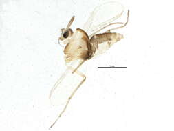 Image of Pseudorthocladius