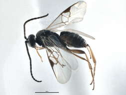Image of Cotesia yakutatensis (Ashmead 1902)