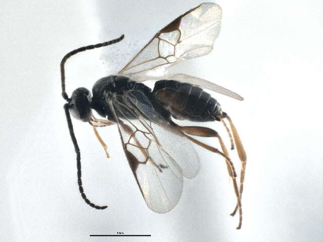 Image de Cotesia yakutatensis (Ashmead 1902)