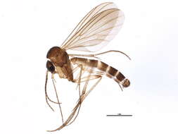 Image of Phronia cinerascens Winnertz 1863