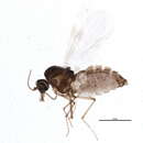 Image of Culicoides chiopterus (Meigen 1830)