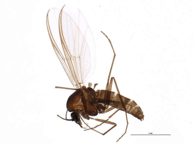 Image of Podonominae