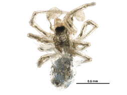 Image of Carorita limnaea (Crosby & Bishop 1927)