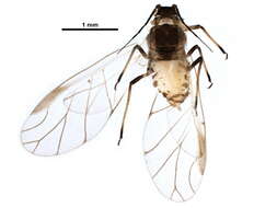 Image of Asiphonaphis