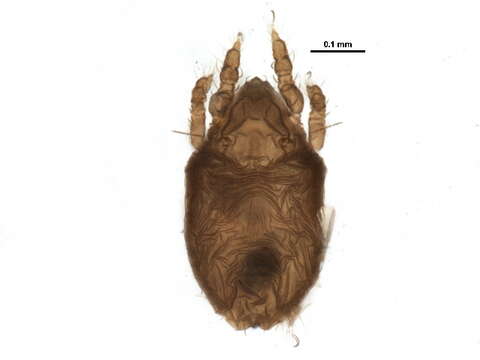 Image of Achipteriidae Thor 1929