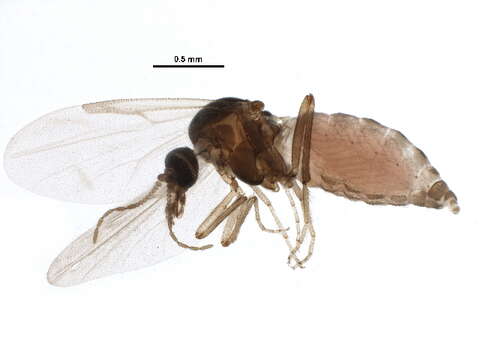 Sivun Culicoides stilobezzioides Foote & Pratt 1954 kuva