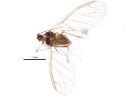 صورة Jacksonia papillata