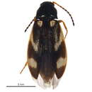 Plancia ëd <i>Eanus maculipennis</i>