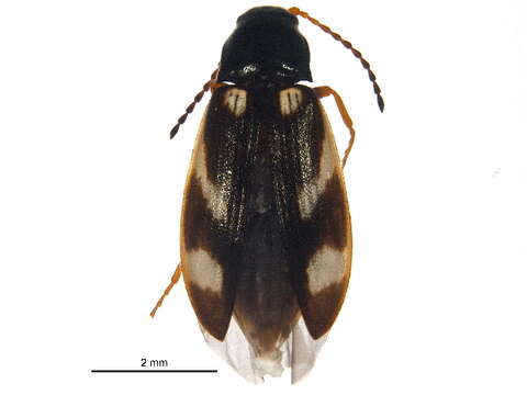 Plancia ëd <i>Eanus maculipennis</i>