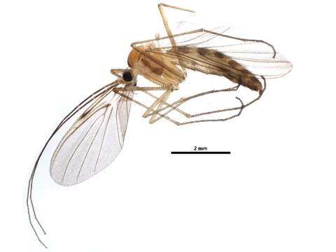 Image of Macrocera stigma Curtis 1837