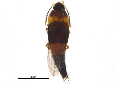 Image of Sepedophilus