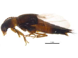 Image of Sepedophilus