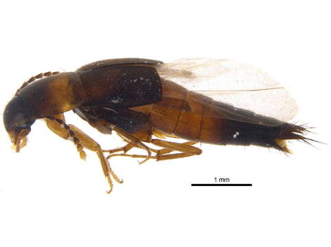 Image of Sepedophilus