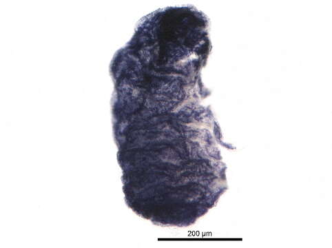 Image of Neanuroidea