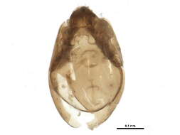 Image of Tegoribatidae Grandjean 1954