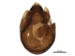 Image of Tegoribatidae Grandjean 1954