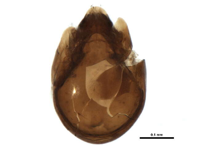 Tegoribatidae Grandjean 1954 resmi