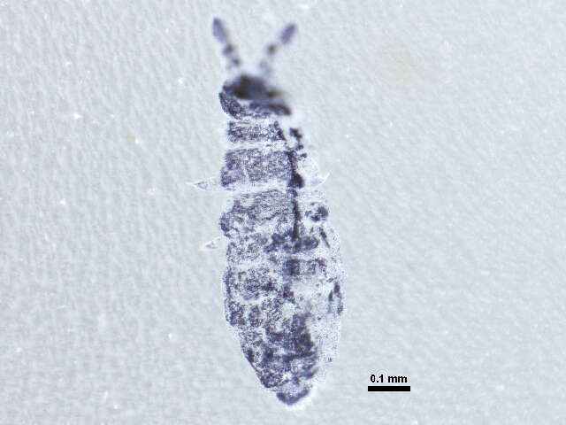 Image of Neanuroidea