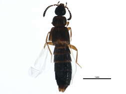 Image of Atheta brunswickensis Klimaszewski 2005