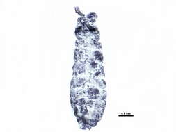 Image of Neanuroidea