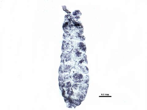 Image of Neanuroidea