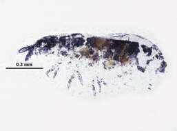 Image of Neanuroidea