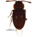 Image of Cryptophagus mainensis Casey 1924