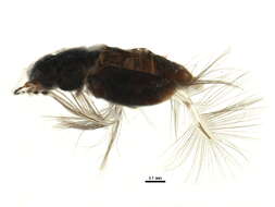 Image of featherwing beetles