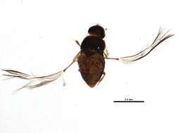 Image of featherwing beetles