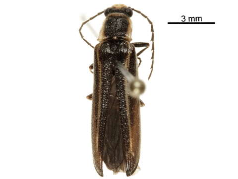 Image de <i>Denticollis denticornis</i>