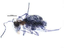 Image of Dicyrtomina