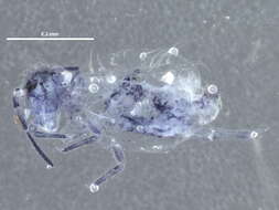 Image of globular springtail