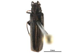 Image de <i>Rhagonycha hirticula</i>