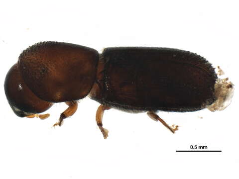 Image of Bark beetle