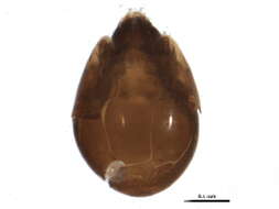 Image of Tegoribatidae Grandjean 1954