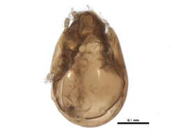 Image of Tegoribatidae Grandjean 1954