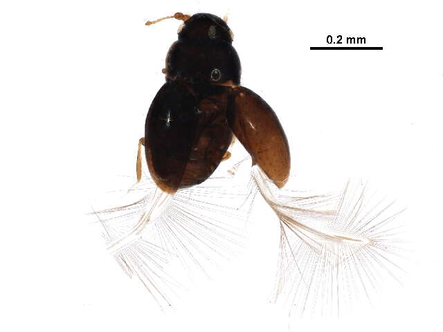 Image of featherwing beetles