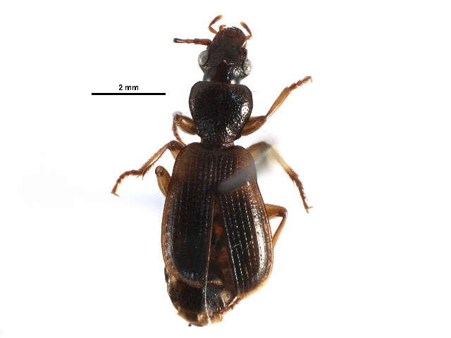 Image of Cymindis (Cymindis) neglecta Haldeman 1843