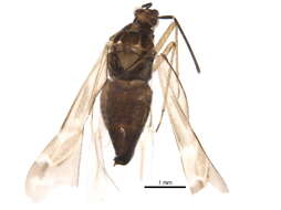 Image of Phylinae