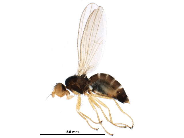 Image of Anthomyza