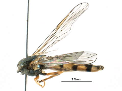 Image of Platycheirus scambus (Staeger 1843)