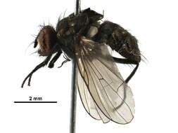 Image of Limnophora