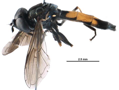 Image of Platycheirus granditarsis (Forster 1771)