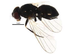 Image of latrine flies